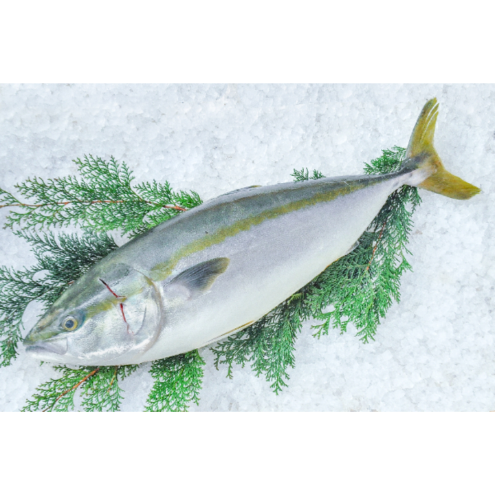 Fresh Hamachi Whole (はまち・丸) – Japanese Yellowtail