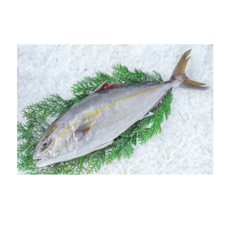 Fresh Kanpachi / Greater Amberjack / カンパチ