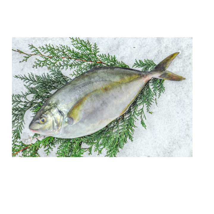Fresh Shima Aji / Striped Horse Mackerel / シマアジ