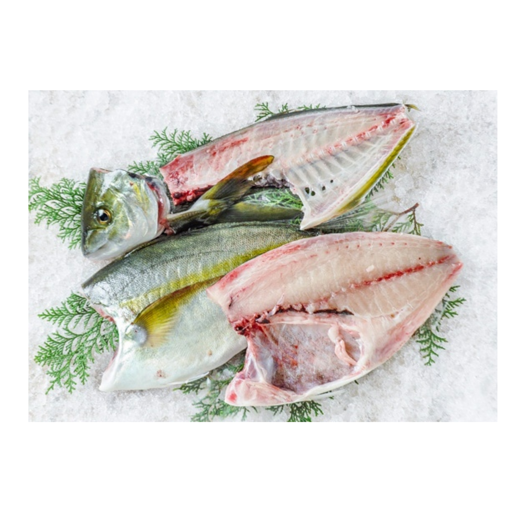 Fresh Shima Aji / Striped Horse Mackerel / シマアジ