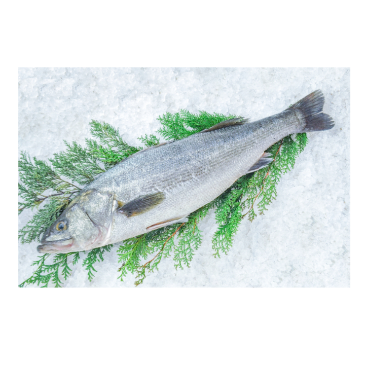 Fresh Suzuki Maru / Japanese Sea Bass / スズキ