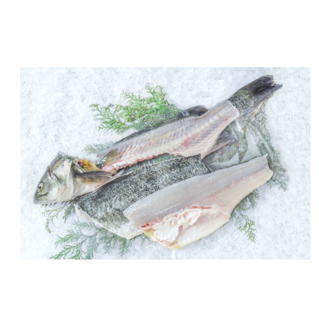 Fresh Suzuki Maru / Japanese Sea Bass / スズキ