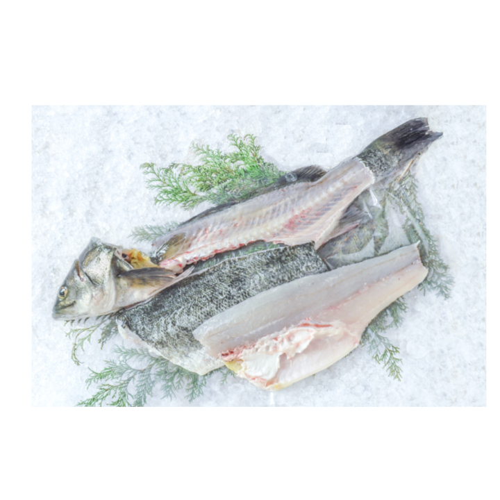 Fresh Suzuki Maru / Japanese Sea Bass / スズキ