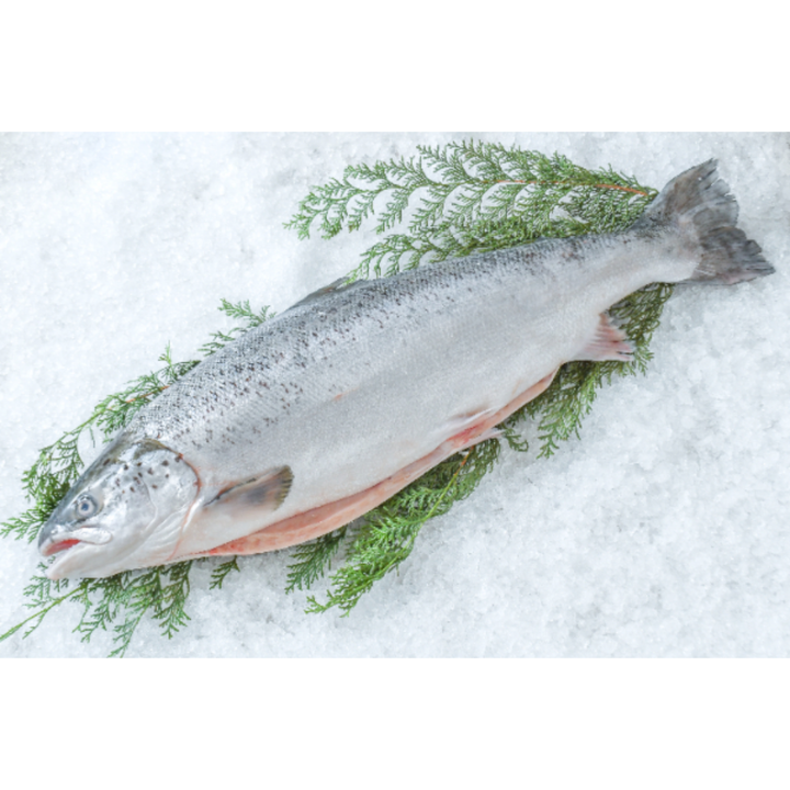 Fresh Salmon Whole (鮭・丸)