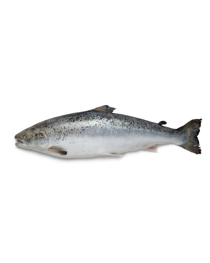 Fresh Salmon Whole (鮭・丸)