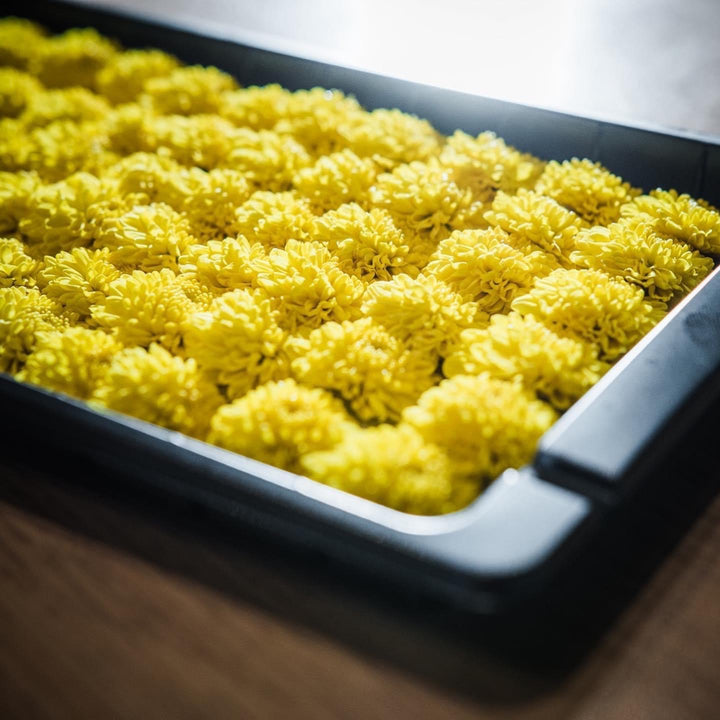 Kogiku /Edible Chrysanthemum Flowers/小菊 (30 pcs)