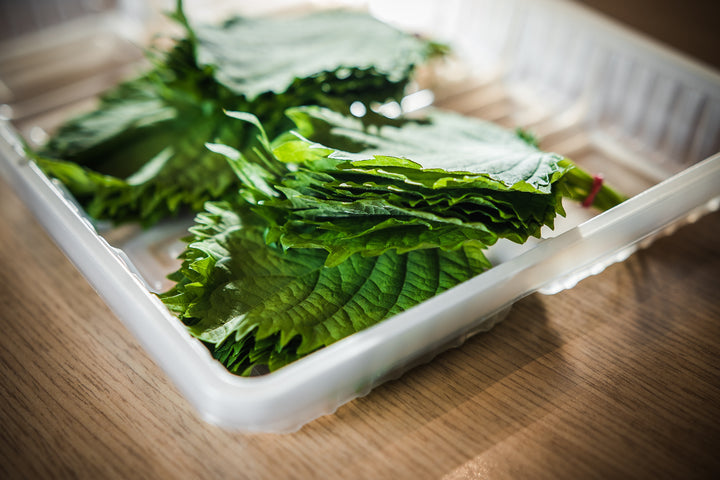 Ohba/Shiso Leaves/大葉 ( 100 pcs)