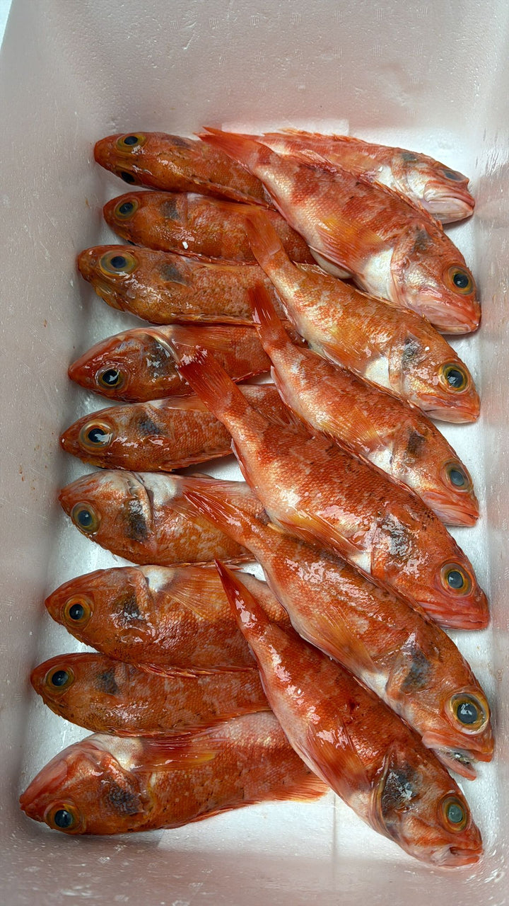Fresh Kasago (笠子) – Rock Fish ( MOQ: 5pcs)