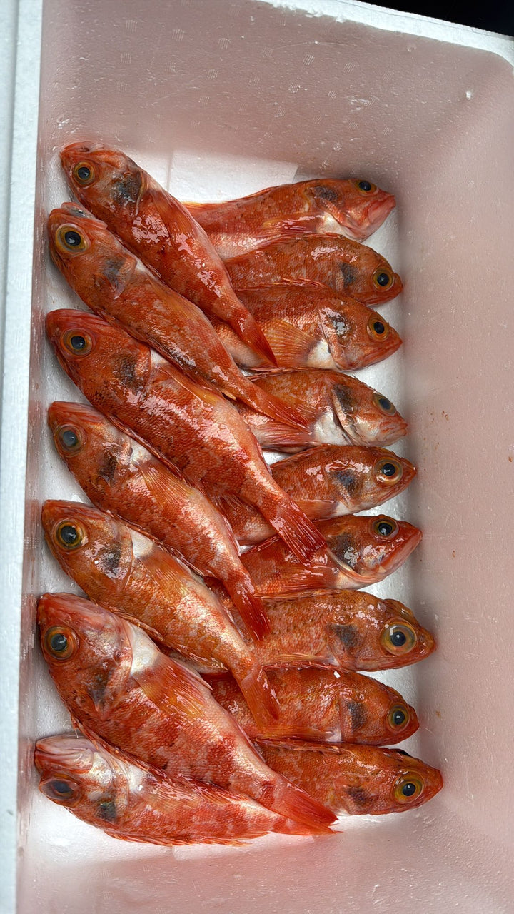 Fresh Kasago (笠子) – Rock Fish ( MOQ: 5pcs)