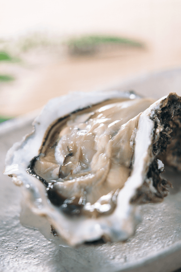 Premium Canada Live Oyster (24PCS) - Himawari Shoten