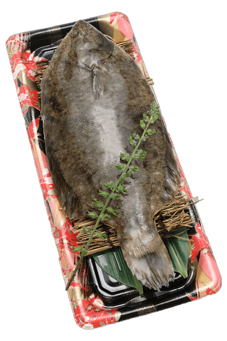 Fresh Mako Garei Sashimi (真子鰈・マコガレイ) - Himawari Shoten